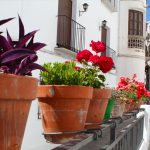Calle Real